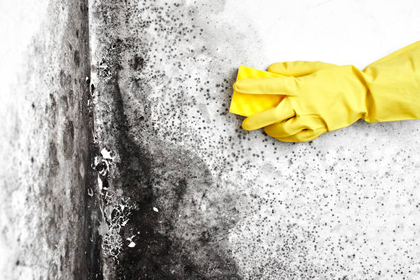 Best Commercial Mold Removal  in Three Forks, MT