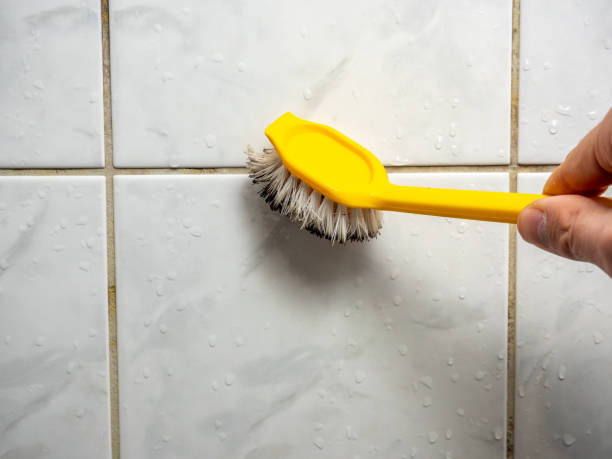 Best Mold Damage Repair  in Three Forks, MT