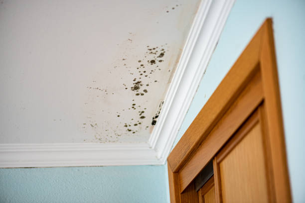 Best Mold Testing  in Three Forks, MT