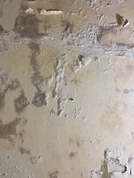 Best Professional Mold Removal  in Three Forks, MT