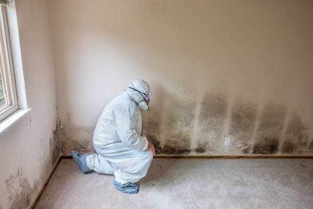 Best Residential Mold Removal  in Three Forks, MT
