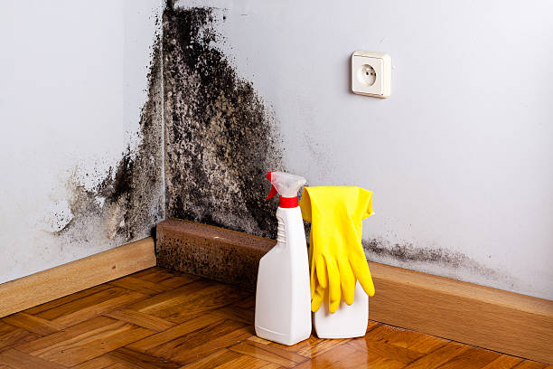 Best Mold Testing  in Three Forks, MT