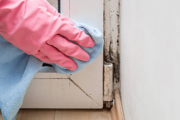 Best Crawl Space Mold Removal  in Three Forks, MT